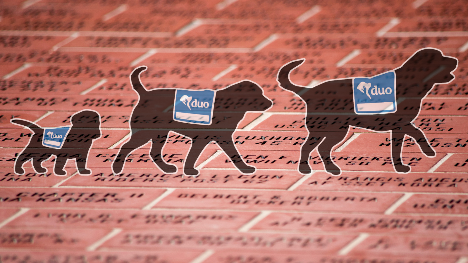 image of 3 black Labradors sizes small, medium and large wearing blue Duo capes walking across a brick path
